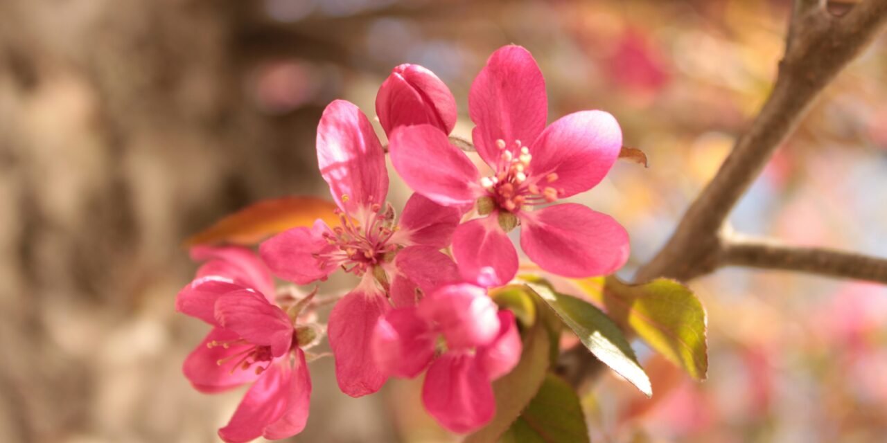 Amazing April – Blog Chain