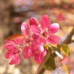 Amazing April – Blog Chain