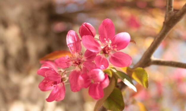 Amazing April – Blog Chain